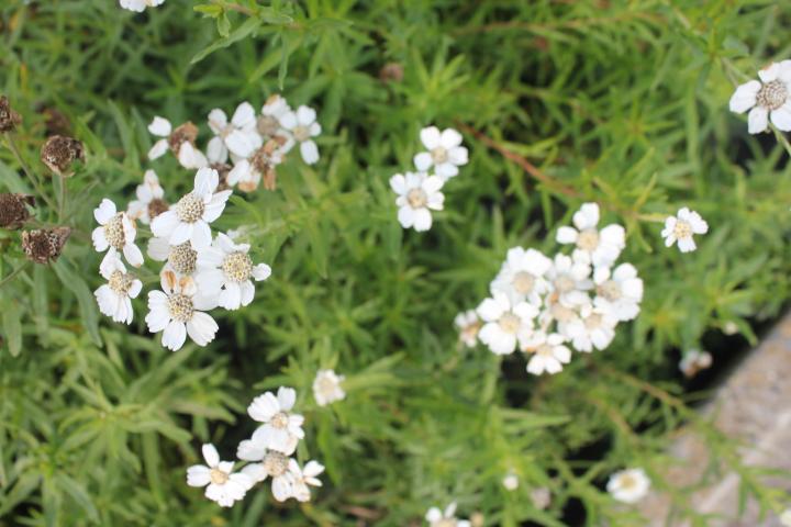 Achillea ptarmica