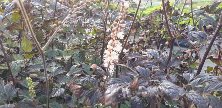 Actaea x 'Queen of Sheba' ®