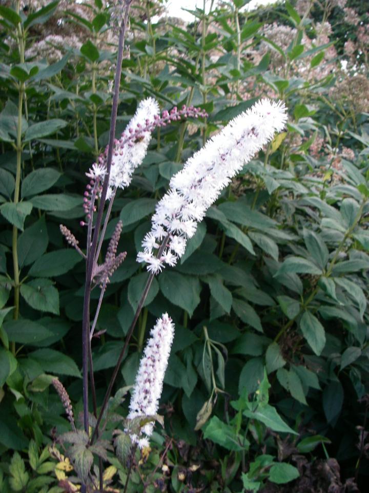 Actaea simplex 'Atropurpurea'
