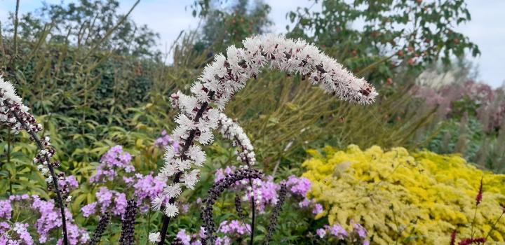 Actaea simplex 'Atropurpurea'