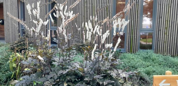Actaea simplex 'Atropurpurea'