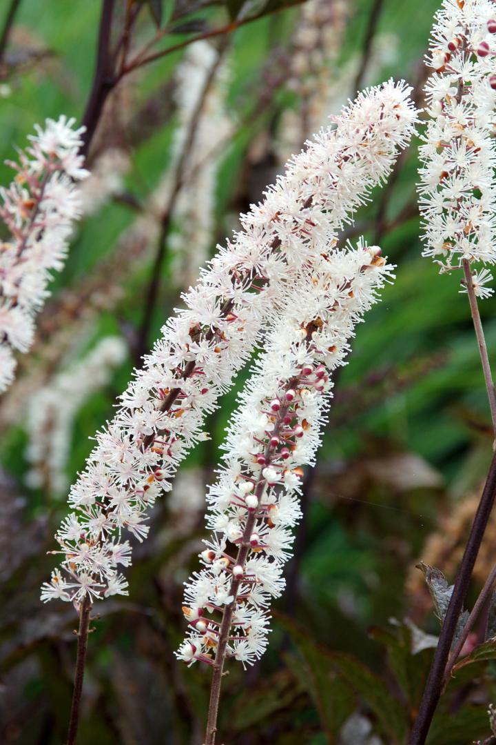 Actaea simplex 'Black Negligee'