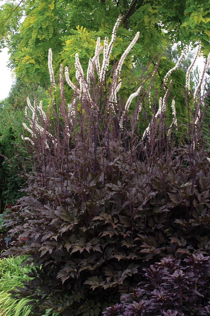 Actaea simplex 'Black Negligee'