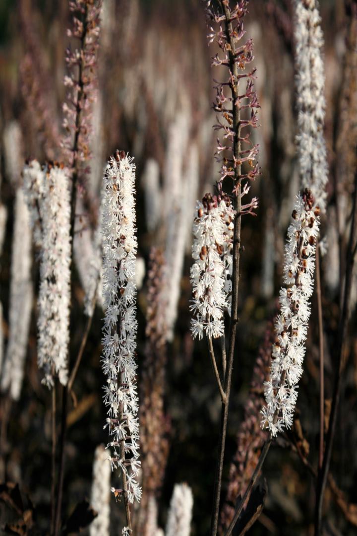 Actaea simplex 'Brunette'