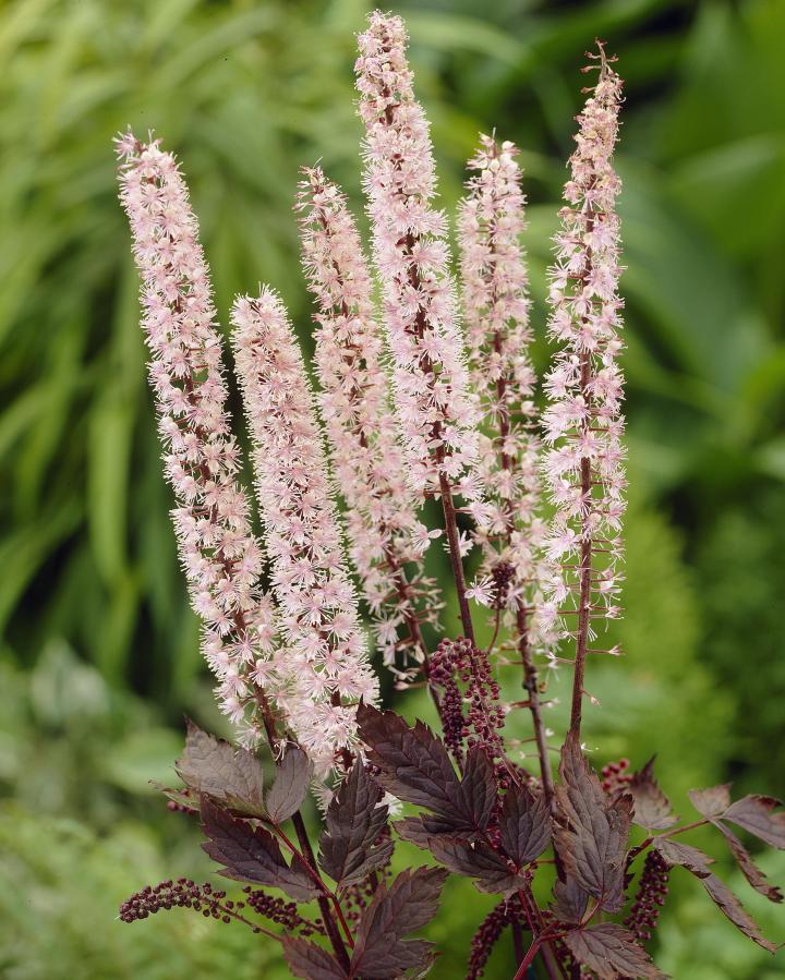 Actaea simplex 'Pink Spike'
