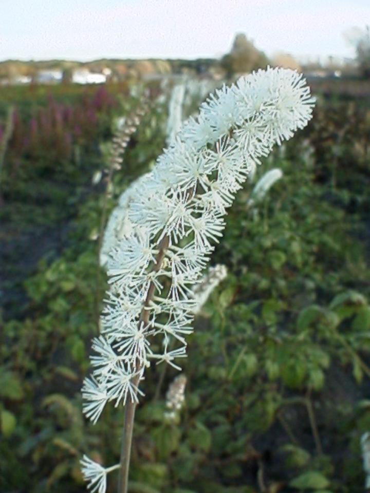 Actaea simplex 'White Pearl'