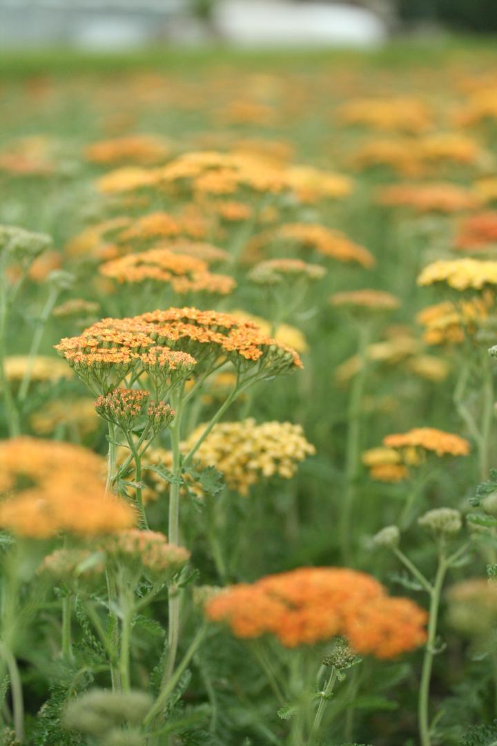 Achillea 'Terracotta'
