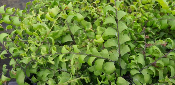 Adiantum pedatum 'Imbricatum'