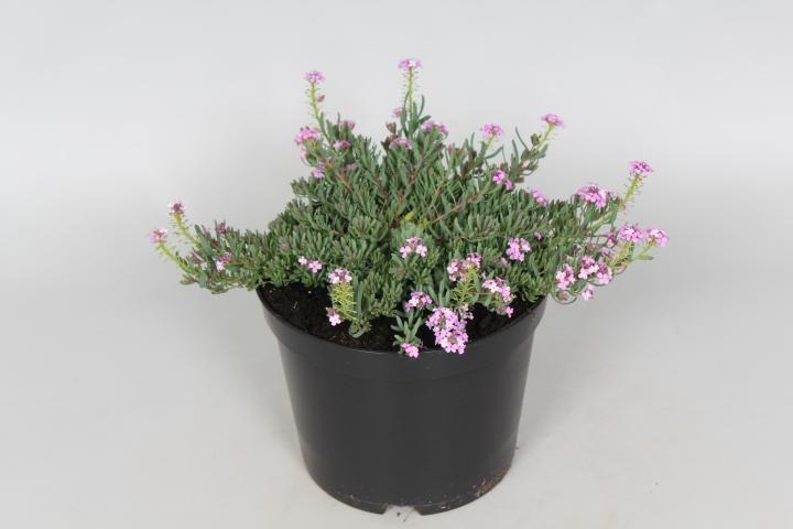 Aethionema armenum 'Warley Rose'