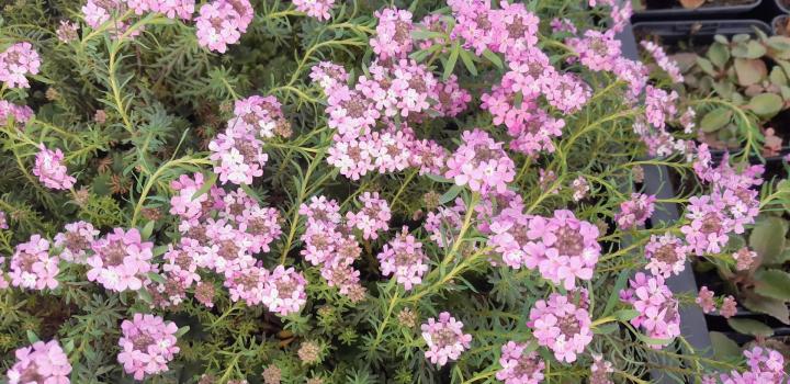 Aethionema armenum 'Warley Rose'