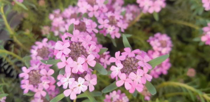 Aethionema armenum 'Warley Rose'