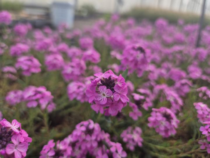 Aethionema armenum 'Warley Rose'