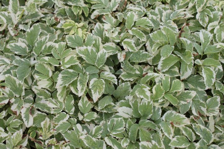 Aegopodium podagraria 'Variegatum'