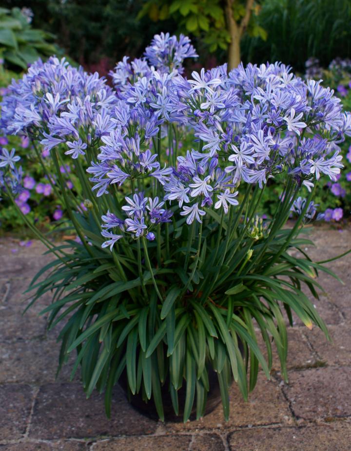 Agapanthus africanus 'Charlotte'