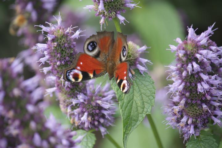 Agastache  'Black Adder'