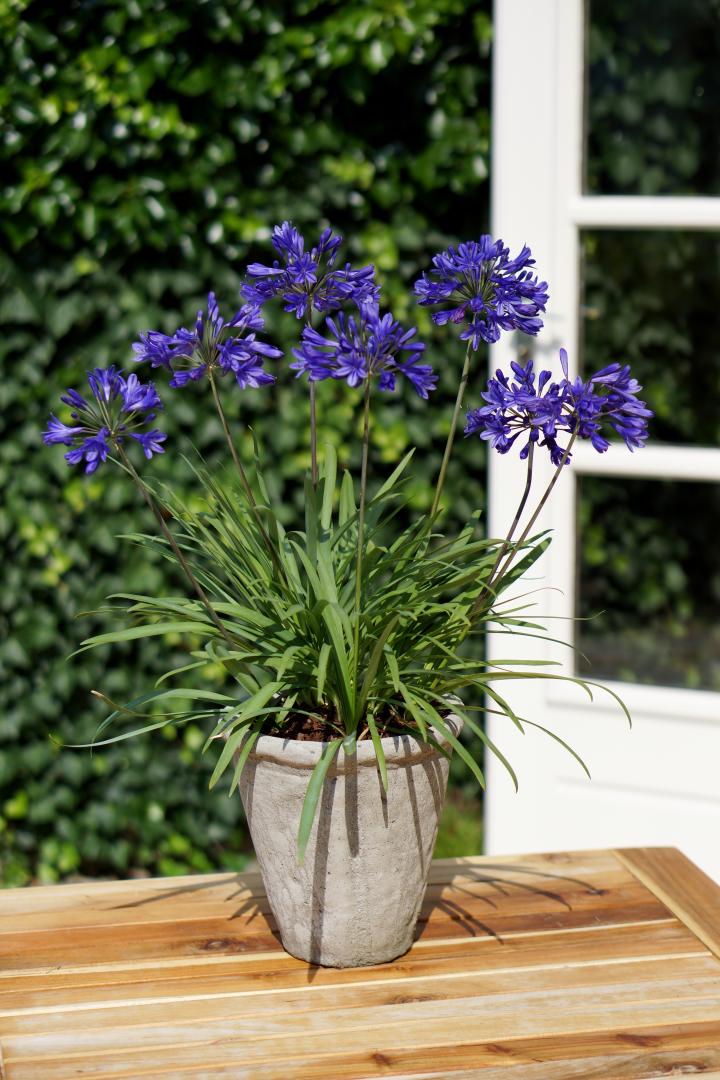 Agapanthus 'Brilliant Blue'