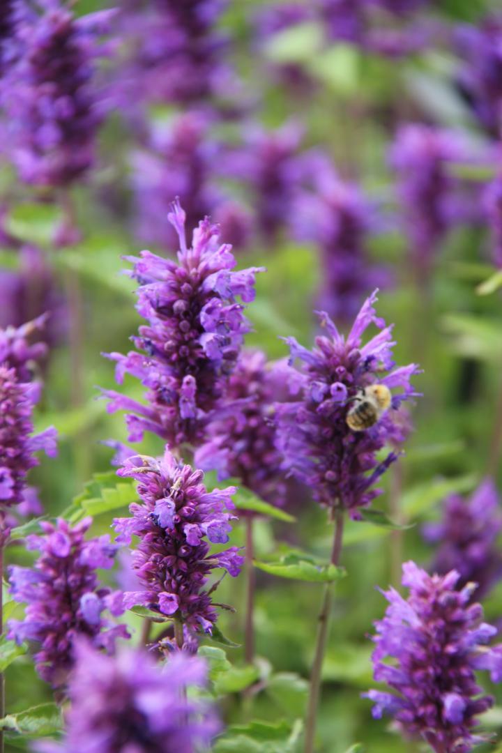 Agastache  'Blue Boa' PBR