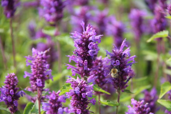 Agastache  'Blue Boa' PBR