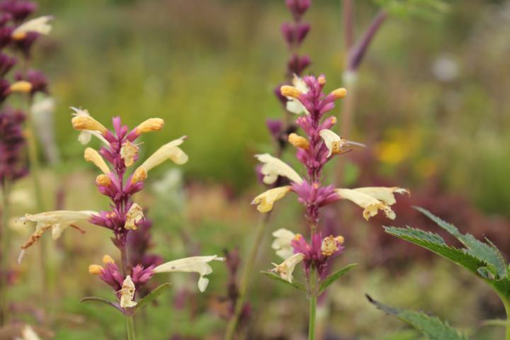 Agastache barberi 'Firebird'