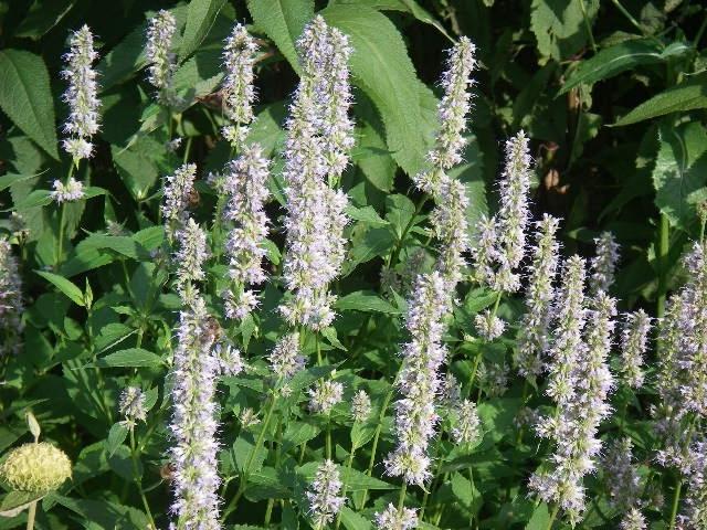 Agastache  'Blue Fortune'