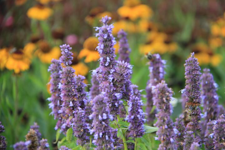 Agastache  'Blue Fortune'