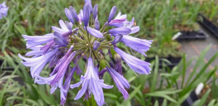Agapanthus 'Blue Giant'
