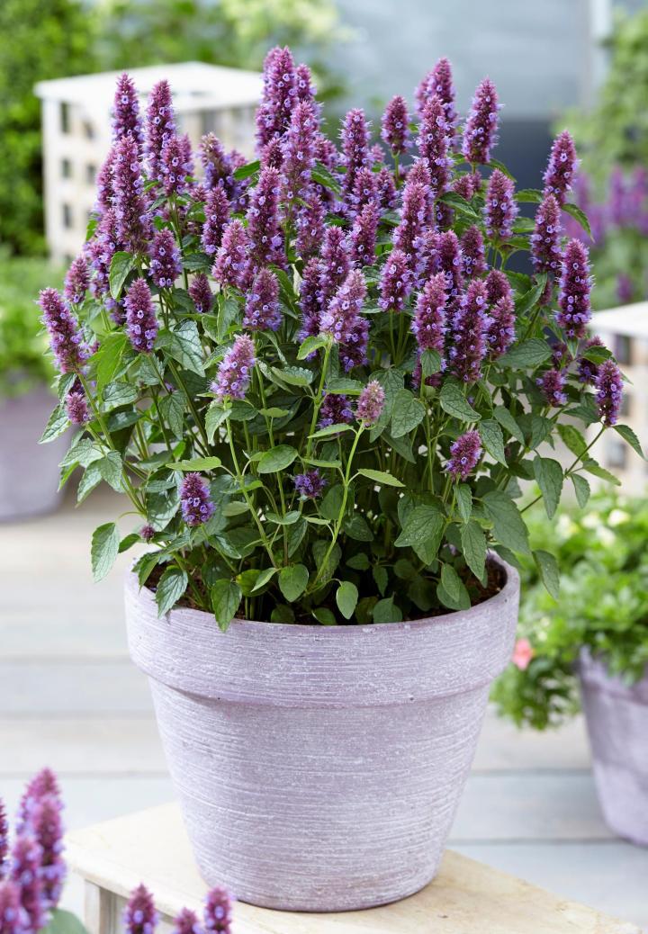 Agastache  'Beelicious Purple' ®