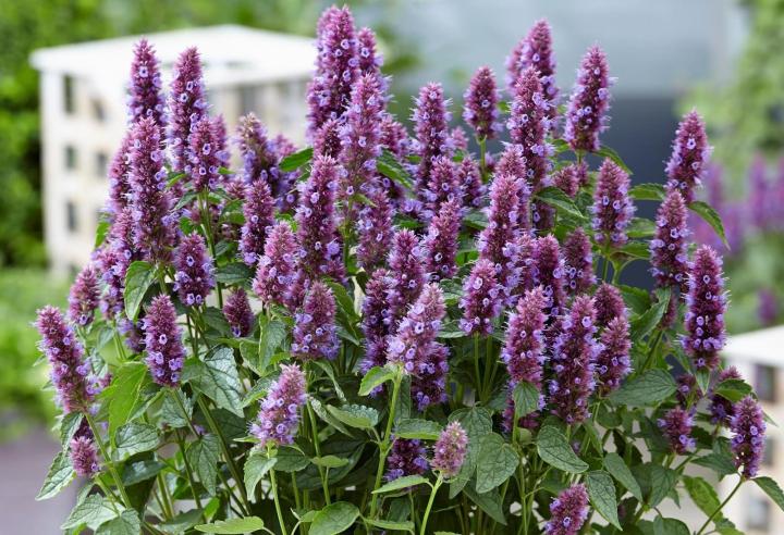 Agastache  'Beelicious Purple' ®