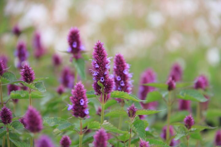 Agastache  'Beelicious Purple' ®