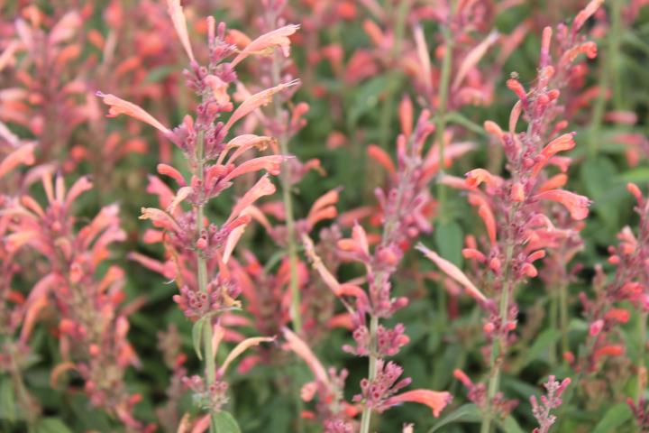 Agastache barberi 'Tangerine Dream'