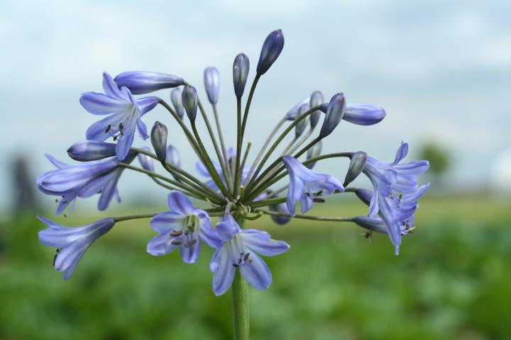 Agapanthus 'Blue Triumphator'