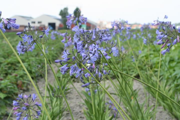 Agapanthus 'Donau'