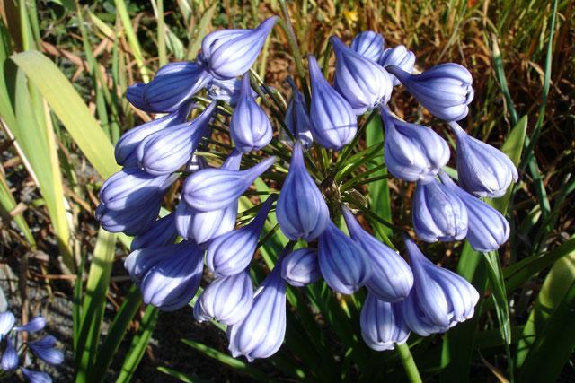 Agapanthus 'Enigma'