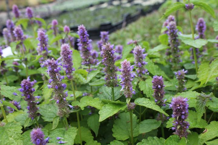 Agastache foeniculum