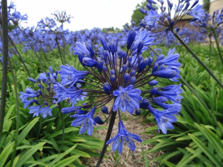 Agapanthus 'Intermedia'