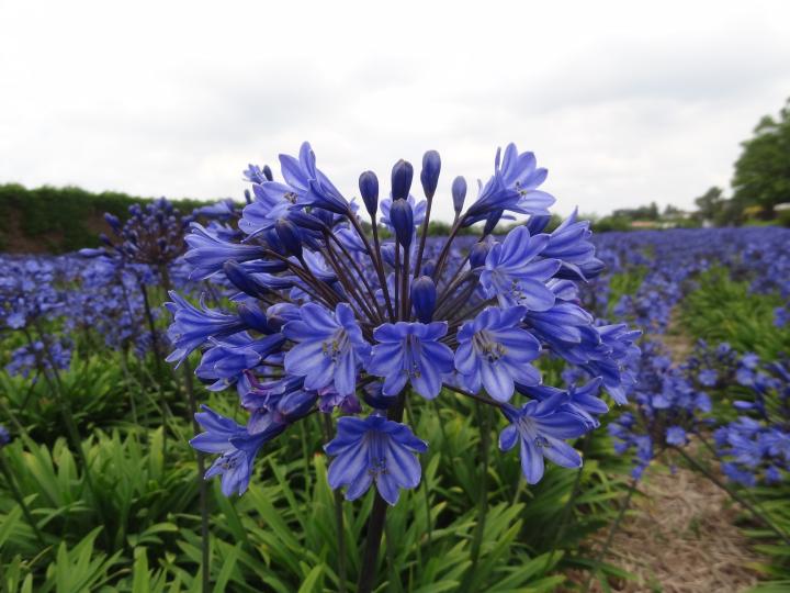 Agapanthus 'Intermedia'
