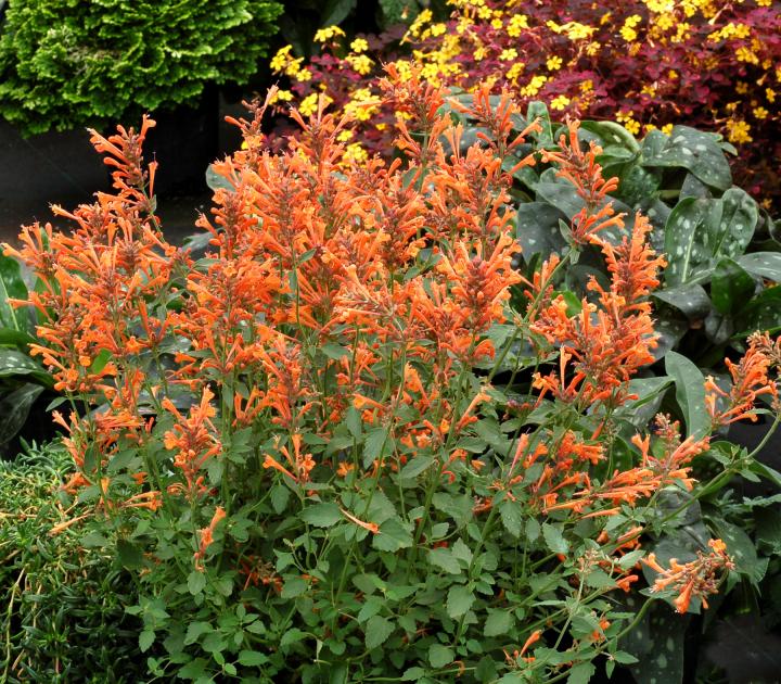 Agastache 'Kudos Mandarin' ®