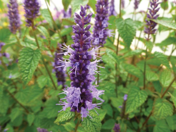 Agastache rugosa 'Little Adder'