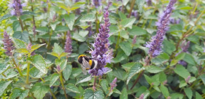 Agastache rugosa 'Little Adder'