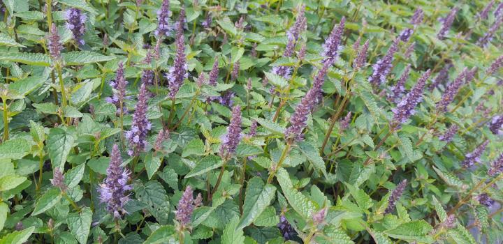 Agastache rugosa 'Little Adder'