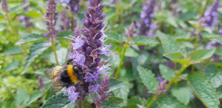 Agastache rugosa 'Little Adder'