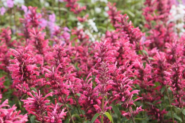 Agastache mexicana 'Red Fortune' PBR