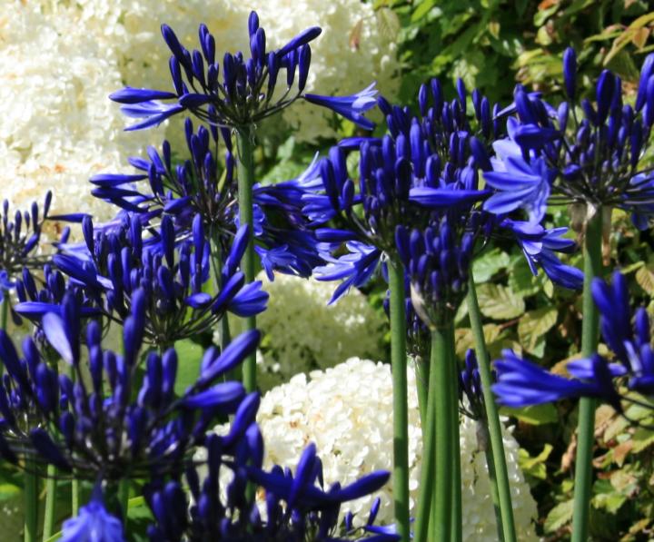 Agapanthus 'Navy Blue' ('Midnight Star')