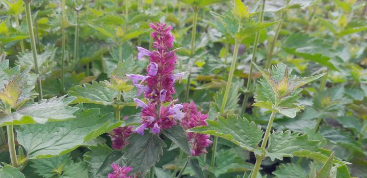 Agastache pallida 'Globetrotter'