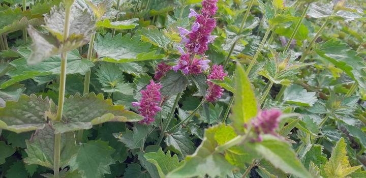 Agastache pallida 'Globetrotter'