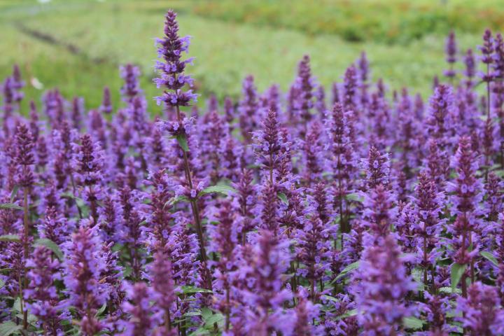 Agastache  'Purple Haze'