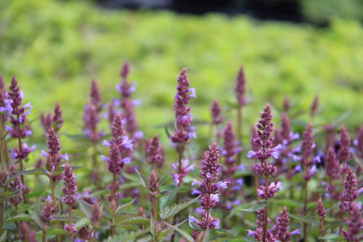 Agastache  'Purple Haze'