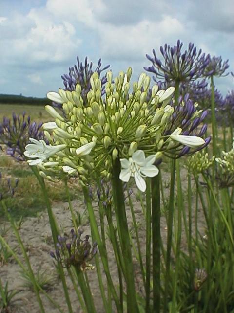 Agapanthus 'Polar Ice'