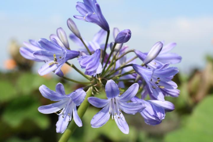 Agapanthus 'Peter Pan'