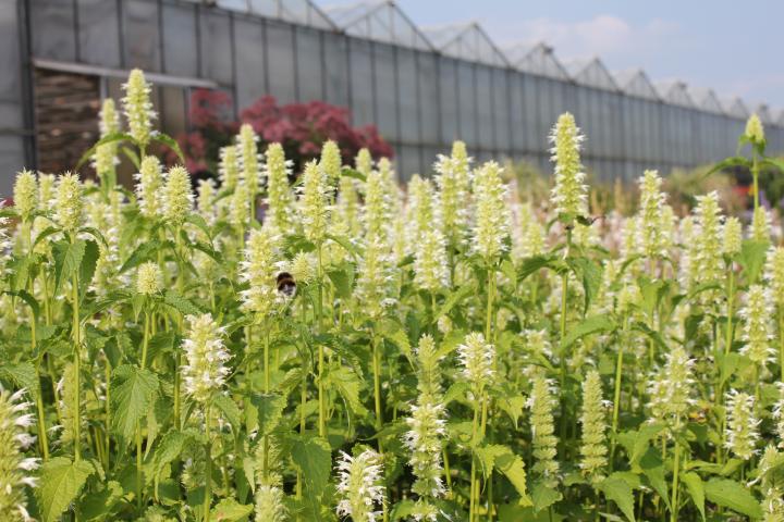 Agastache rugosa 'Alabaster'